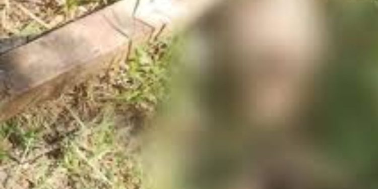 Ossada humana é encontrada em rua de município no interior do Amazonas