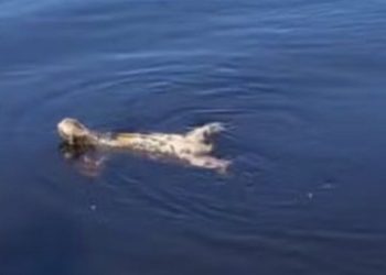Bicho-preguiça surpreende turistas ao nadar rapidamente em rio no Amazonas