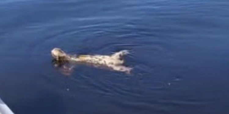 Bicho-preguiça surpreende turistas ao nadar rapidamente em rio no Amazonas