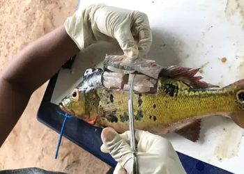 MPF aciona Justiça para cobrar monitoramento de mercúrio em rios, peixes e moradores da Amazônia