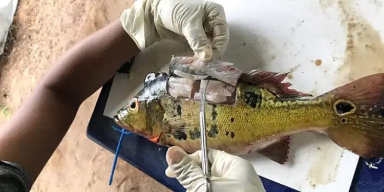 MPF aciona Justiça para cobrar monitoramento de mercúrio em rios, peixes e moradores da Amazônia