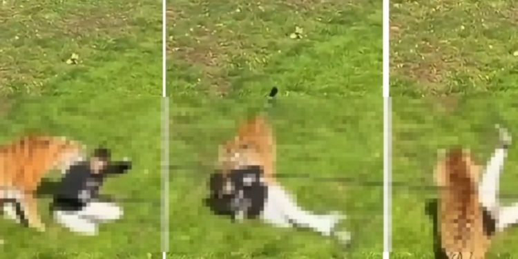 Vídeo forte: visitantes gravam homem sendo m0rto por tigre dentro de zoológico