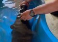 Vídeo: filho de peixe-boi resgatado de lago seco no Amazonas m0rre no cativeiro