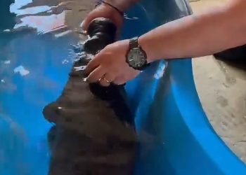 Vídeo: filho de peixe-boi resgatado de lago seco no Amazonas m0rre no cativeiro