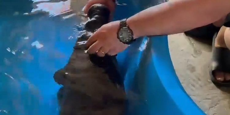 Vídeo: filho de peixe-boi resgatado de lago seco no Amazonas m0rre no cativeiro