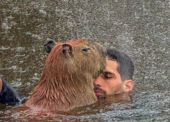 Justiça nega guarda de capivara a influenciador Agenor e manda ele entregar Filó ao Ibama em 30 dias