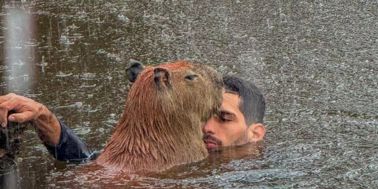 Justiça nega guarda de capivara a influenciador Agenor e manda ele entregar Filó ao Ibama em 30 dias