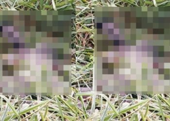 Imagem impactante: morador fotografa homem m0rto e inchad0 na mata da AM-010