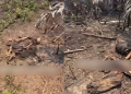 Vídeo: Em gravação sobre incêndio, filmmaker encontra 0ssad@ amarr@da em mata de Iranduba