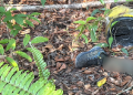 Só sobrou o tênis: c0rp0 é encontrado em dec0mposiçã0 em terreno da Ponta Negra; veja