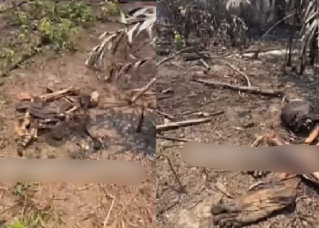 Vídeo: Em gravação sobre incêndio, filmmaker encontra 0ssad@ amarr@da em mata de Iranduba