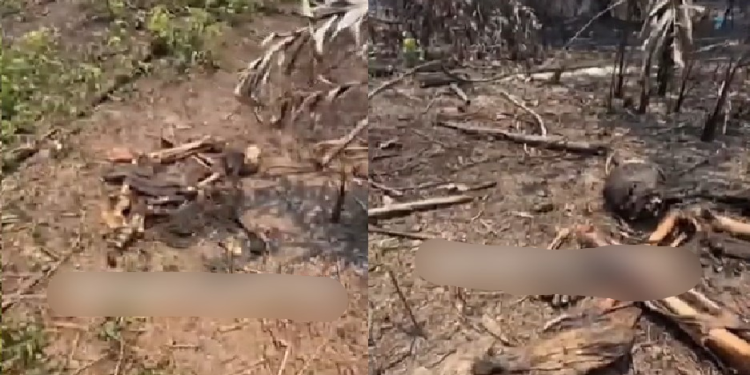 Vídeo: Em gravação sobre incêndio, filmmaker encontra 0ssad@ amarr@da em mata de Iranduba