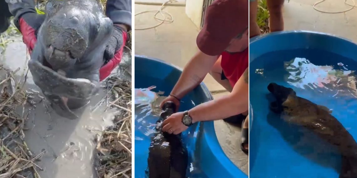 Vídeo: equipe de motocross resgata peixe-boi ilhado em lago seco no interior do Amazonas