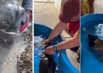 Vídeo: equipe de motocross resgata peixe-boi ilhado em lago seco no interior do Amazonas