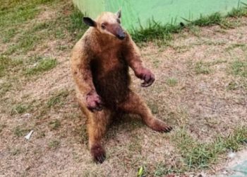 Vídeo triste: tamanduá é filmado com as patas queim@das no interior do Amazonas