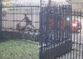 Vídeo: Motorista de aplicativo puxa mulher pelos cabelos e a joga na calçada durante corrida