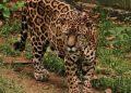 Guinness reconhece onça-pintada de Manaus como a mais velha do mundo em cativeiro