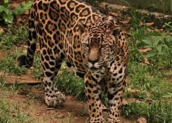 Guinness reconhece onça-pintada de Manaus como a mais velha do mundo em cativeiro
