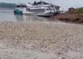 Seca deixa milhares de peixes m0rt0s e espalha mau cheiro em comunidade rural de Manacapuru