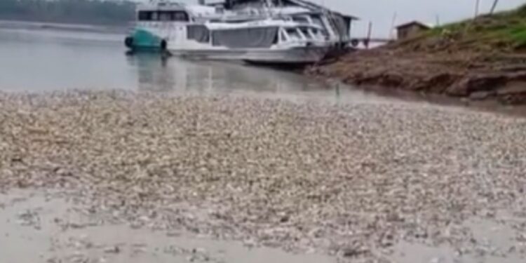 Seca deixa milhares de peixes m0rt0s e espalha mau cheiro em comunidade rural de Manacapuru