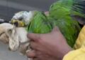 Papagaio com queimaduras é resgatado em meio a queimadas criminosas no interior do Amazonas