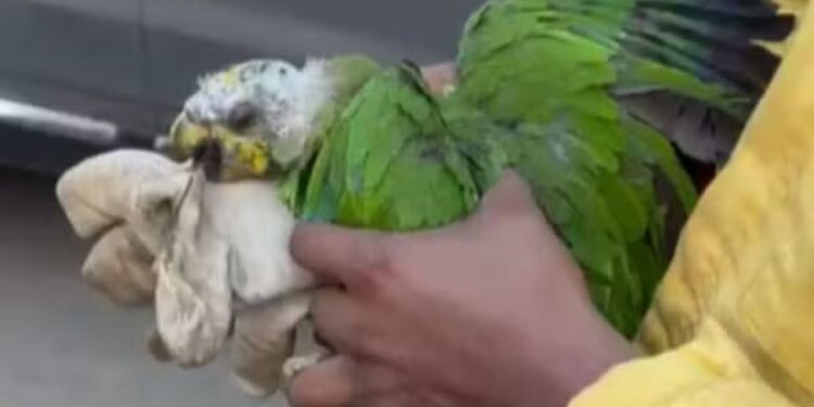 Papagaio com queimaduras é resgatado em meio a queimadas criminosas no interior do Amazonas
